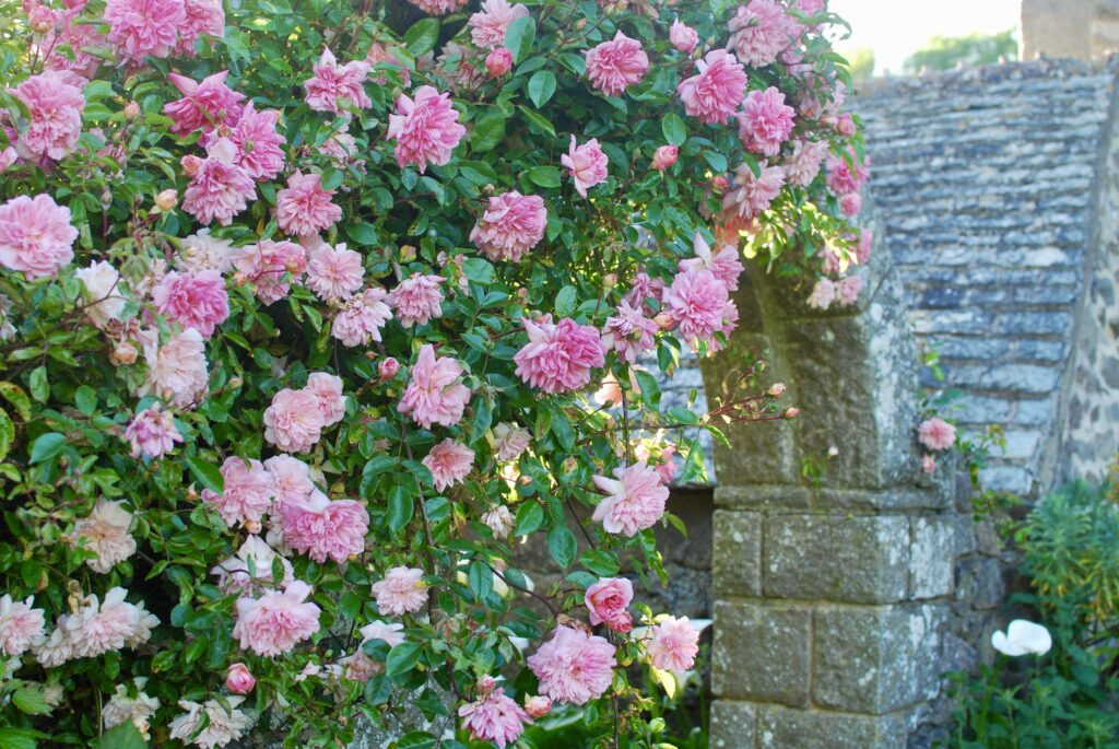 roses jardin cotentin